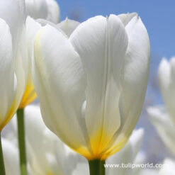 Perennial Tulip Collection -Plants Shop 4160