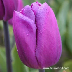 Early Spring Blooming Tulip Collection -Plants Shop 4195