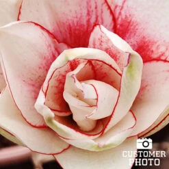 Elvas Amaryllis -Plants Shop 42127 elvas amaryllis