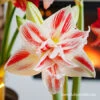 Elvas Amaryllis -Plants Shop 42127 elvas amaryllis 3