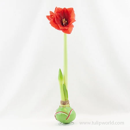 Green Picasso Base Waxed Amaryllis 5 Green Picasso Base Waxed Amaryllis - Image 3