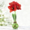 Green Picasso Base Waxed Amaryllis -Plants Shop 42130 picasso wax base dipped in house with amaryllis 6