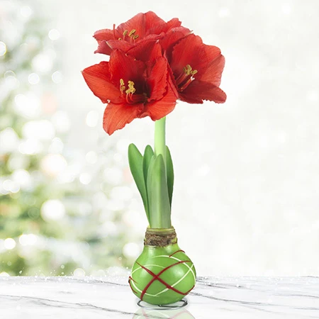 Green Picasso Base Waxed Amaryllis 3 Green Picasso Base Waxed Amaryllis