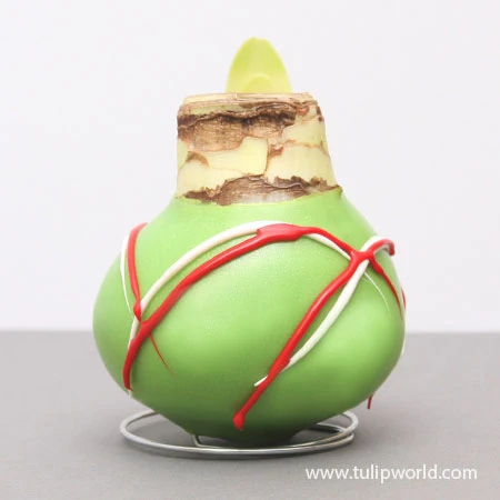 Green Picasso Base Waxed Amaryllis 4 Green Picasso Base Waxed Amaryllis - Image 2