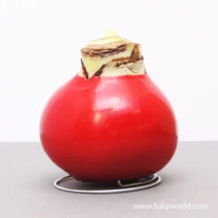 Holiday Waxed Amaryllis Collection (3-Pack) -Plants Shop 42131 red wax base dipped in house 4