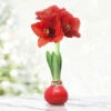 Believe Waxed Amaryllis 2 Believe Waxed Amaryllis -Plants Shop 42131 red wax base dipped in house 6 2