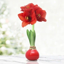 American Spirit Trio Waxed Amaryllis Collection 15 American Spirit Trio Waxed Amaryllis Collection -Plants Shop 42131 red wax base dipped in house 6