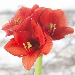 Believe In Joy Waxed Amaryllis Collection -Plants Shop 42131 red wax base dipped in house box 3 3