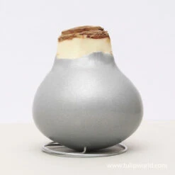 Believe In Joy Waxed Amaryllis Collection -Plants Shop 42132 silver wax amaryllis 1