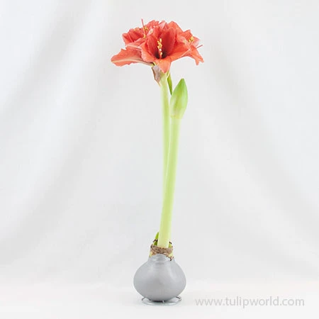 Warm Wishes Waxed Amaryllis Kit 6 Warm Wishes Waxed Amaryllis Kit - Image 4