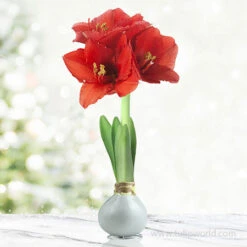 Believe In Joy Waxed Amaryllis Collection -Plants Shop 42132 silver wax amaryllis 6 1