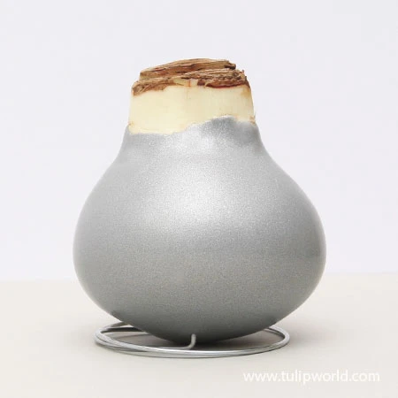 Warm Wishes Waxed Amaryllis Kit 5 Warm Wishes Waxed Amaryllis Kit - Image 3