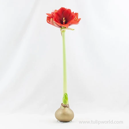 Warm Wishes Waxed Amaryllis Kit 10 Warm Wishes Waxed Amaryllis Kit - Image 8