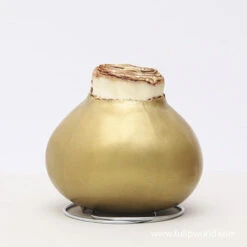 Warm Wishes Waxed Amaryllis Kit 24 Warm Wishes Waxed Amaryllis Kit -Plants Shop 42133 gold wax amaryllis