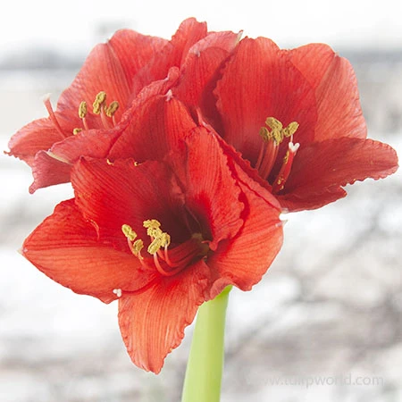 Warm Wishes Waxed Amaryllis Kit 11 Warm Wishes Waxed Amaryllis Kit - Image 9