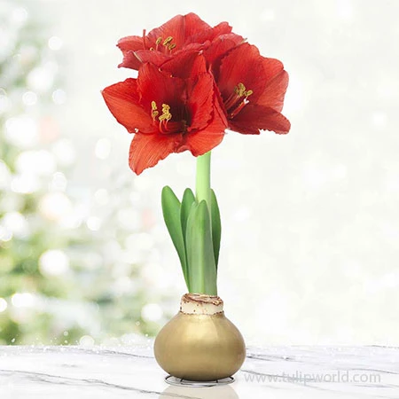 Warm Wishes Waxed Amaryllis Kit 8 Warm Wishes Waxed Amaryllis Kit - Image 6