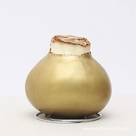 Warm Wishes Waxed Amaryllis Kit 9 Warm Wishes Waxed Amaryllis Kit - Image 7