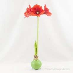 Jolly Waxed Amaryllis -Plants Shop 42134 green wax amaryllis 2 1