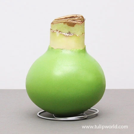 Warm Wishes Waxed Amaryllis Kit 13 Warm Wishes Waxed Amaryllis Kit - Image 11