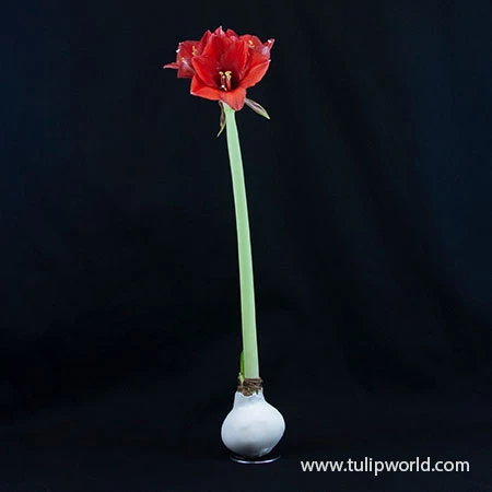 Warm Wishes Waxed Amaryllis Kit 17 Warm Wishes Waxed Amaryllis Kit - Image 15