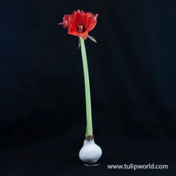 Springtime Waxed Amaryllis Collection (3-pack) 10 Springtime Waxed Amaryllis Collection (3-pack) -Plants Shop 42135 white wax amaryllis 2 2