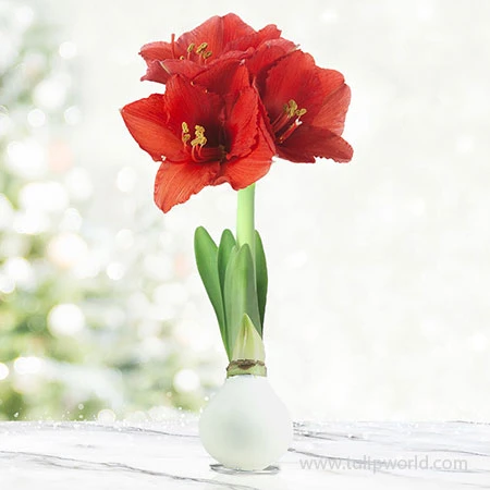 Joy Waxed Amaryllis 3 Joy Waxed Amaryllis