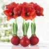 Red Waxed Amaryllis Collection (3-Pack) -Plants Shop 42138 red wax amaryllis collection 3