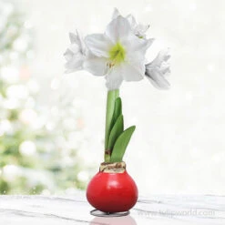 Season Greetings Waxed Amaryllis