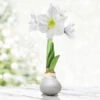 Celebrate Waxed Amaryllis 2 Celebrate Waxed Amaryllis -Plants Shop 42144 silver wax amaryllis white flower