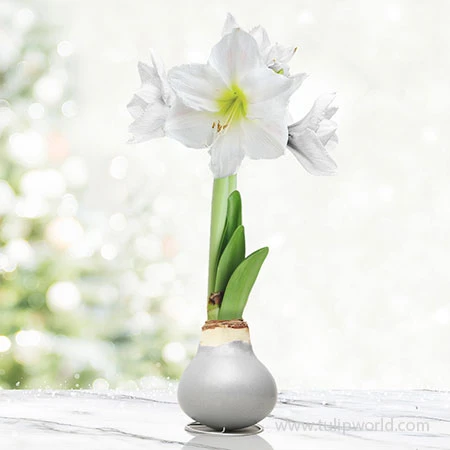 Celebrate Waxed Amaryllis 3 Celebrate Waxed Amaryllis