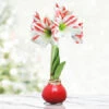 Peppermint Waxed Amaryllis