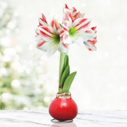Peppermint Waxed Amaryllis