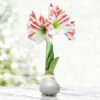 Sugarcane Waxed Amaryllis -Plants Shop 42149 silver wax amaryllis bi colored flower