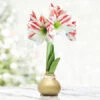 Cinnamon Swirl Waxed Amaryllis 1 Cinnamon Swirl Waxed Amaryllis -Plants Shop 42150 gold wax amaryllis bi color flowers