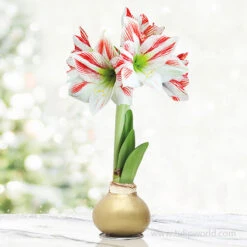 Cinnamon Swirl Waxed Amaryllis