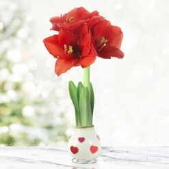 The Sweetheart Waxed Amaryllis Collection (3-Pack) -Plants Shop 42202 love is in the air waxed amaryllis 2
