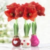 The Sweetheart Waxed Amaryllis Collection (3-Pack) -Plants Shop 42206 the sweetheart waxed amaryllis collection 2