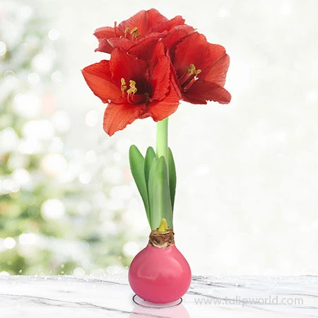 Springtime Waxed Amaryllis Collection (3-pack) 7 Springtime Waxed Amaryllis Collection (3-pack) - Image 5