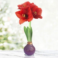 Springtime Waxed Amaryllis Collection (3-pack) 13 Springtime Waxed Amaryllis Collection (3-pack) -Plants Shop 42209 purple waxed amaryllis 2