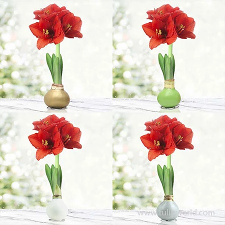 Warm Wishes Waxed Amaryllis Kit 3 Warm Wishes Waxed Amaryllis Kit