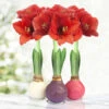 Springtime Waxed Amaryllis Collection (3-pack) -Plants Shop 42225 spring waxed collection 2