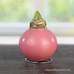 Pearl Waxed Amaryllis Collection -Plants Shop 42230 pearl pink waxed amaryllis 2