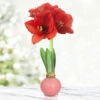 Pearl Pink Waxed Amaryllis 1 Pearl Pink Waxed Amaryllis -Plants Shop 42230 pearl pink waxed amaryllis 3 1