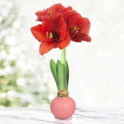 Pearl Pink Waxed Amaryllis
