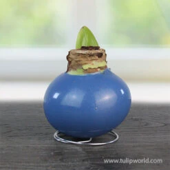 Pearl Waxed Amaryllis Collection -Plants Shop 42231 pearl blue waxed amaryllis 2 1