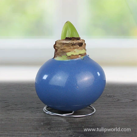 American Spirit Trio Waxed Amaryllis Collection 13 American Spirit Trio Waxed Amaryllis Collection - Image 11