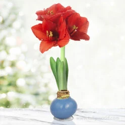 Pearl Blue Waxed Amaryllis