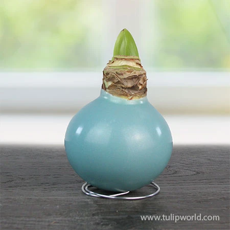 Pearl Aqua Waxed Amaryllis 4 Pearl Aqua Waxed Amaryllis - Image 2