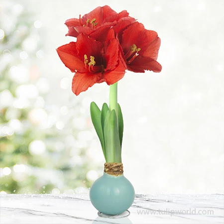 Pearl Aqua Waxed Amaryllis 3 Pearl Aqua Waxed Amaryllis