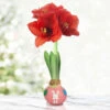 Easter Bunny Waxed Amaryllis -Plants Shop 42233 easter bunny waxed amaryllis 3